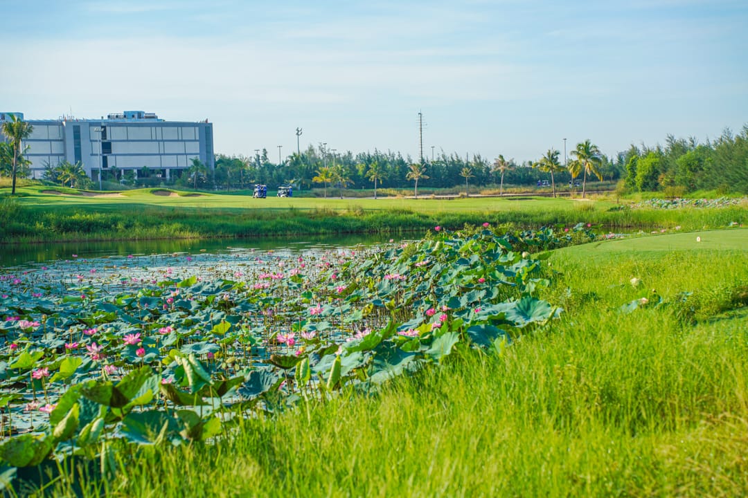 Khám Phá Cảnh Hoa Sen Tuyệt Đẹp Tại Sân Golf Đà Nẵng