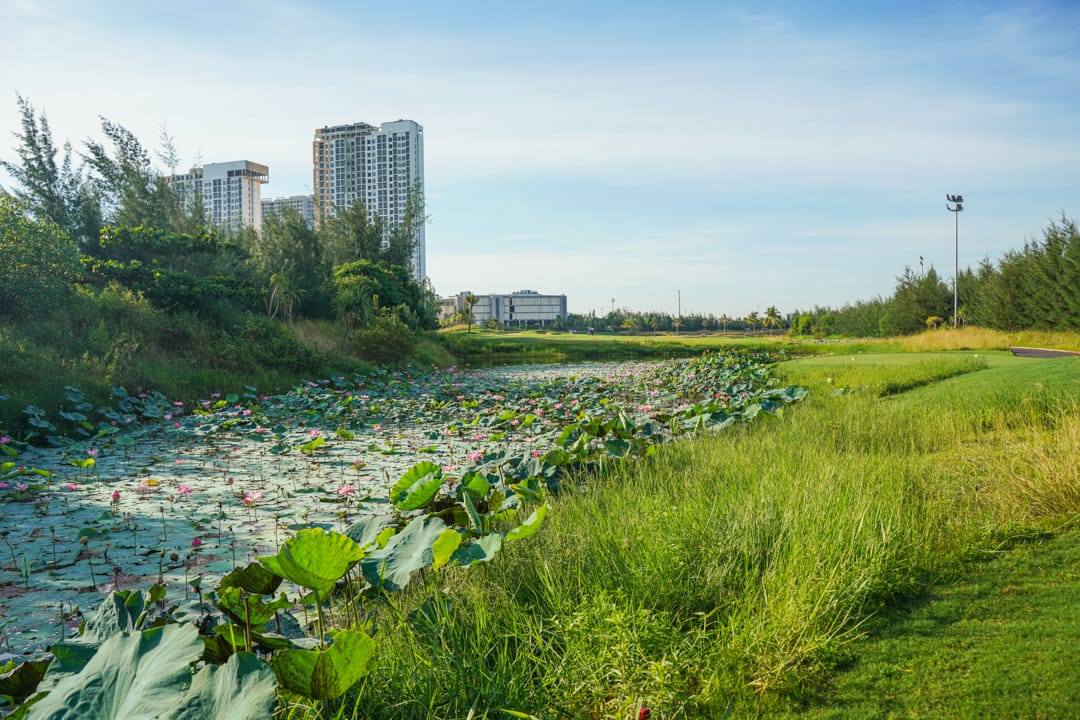 Hoa Sen Nở Rộ Tại Sân Golf Đà Nẵng - Khung Cảnh Bình Yên Giữa Thành Phố