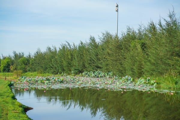 Đắm Chìm Trong Cảnh Hoa Sen Tại Sân Golf Đà Nẵng