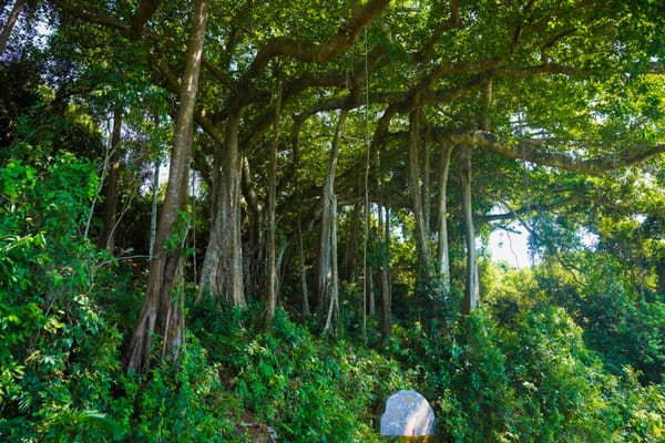 Khám phá cây đa ngàn năm tuổi tại Đà Nẵng